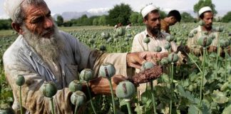 PRODUKCIA HEROÍNU V AFGANISTANE DOSAHUJE REKORDNÉ ÚROVNE