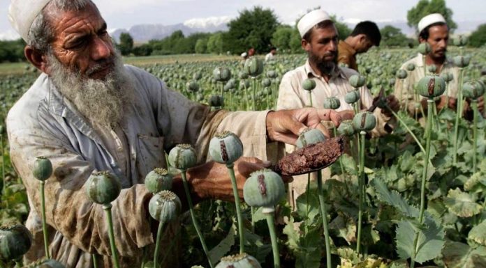 PRODUKCIA HEROÍNU V AFGANISTANE DOSAHUJE REKORDNÉ ÚROVNE